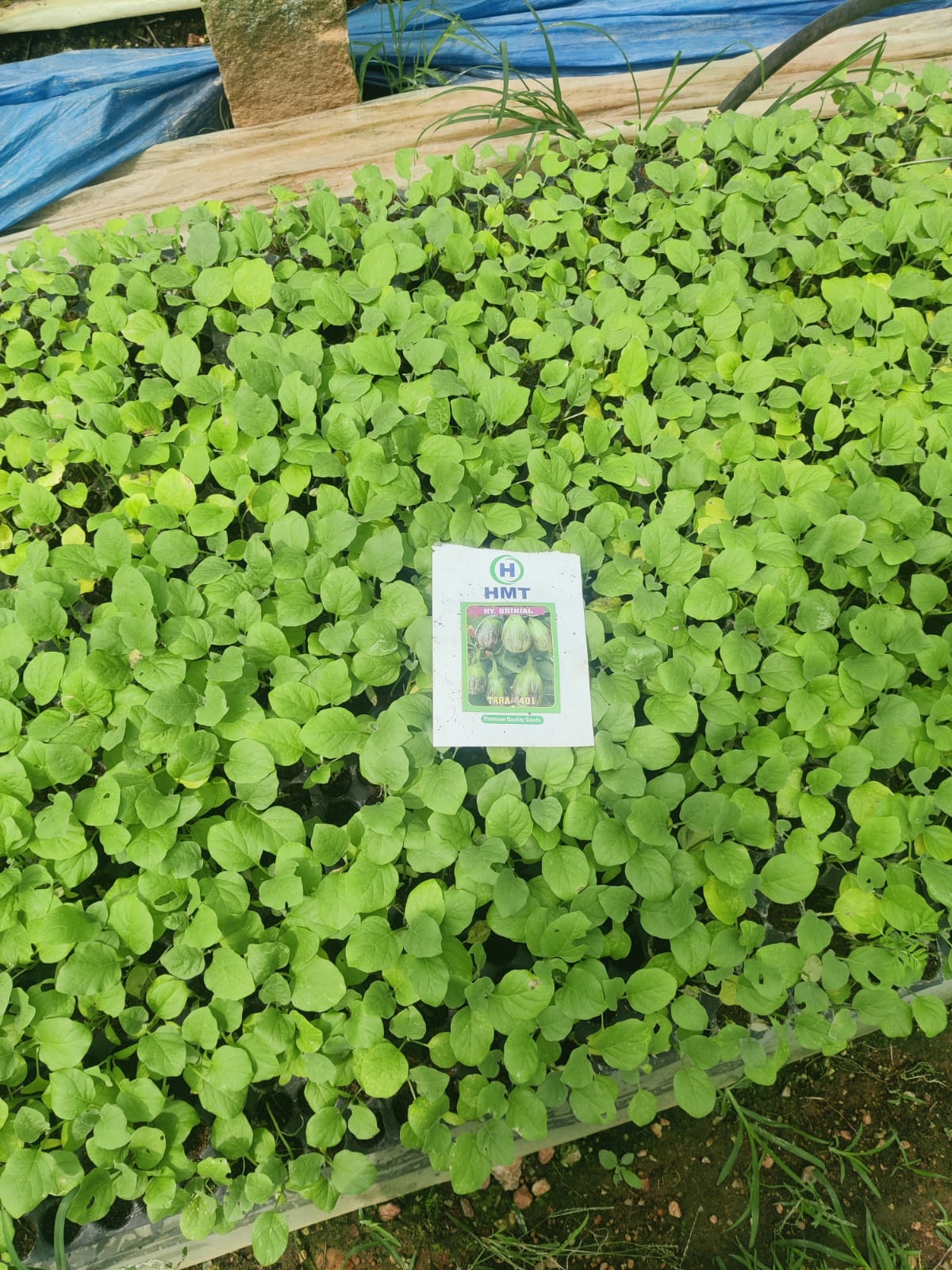 Brinjal Seedlings - View 1