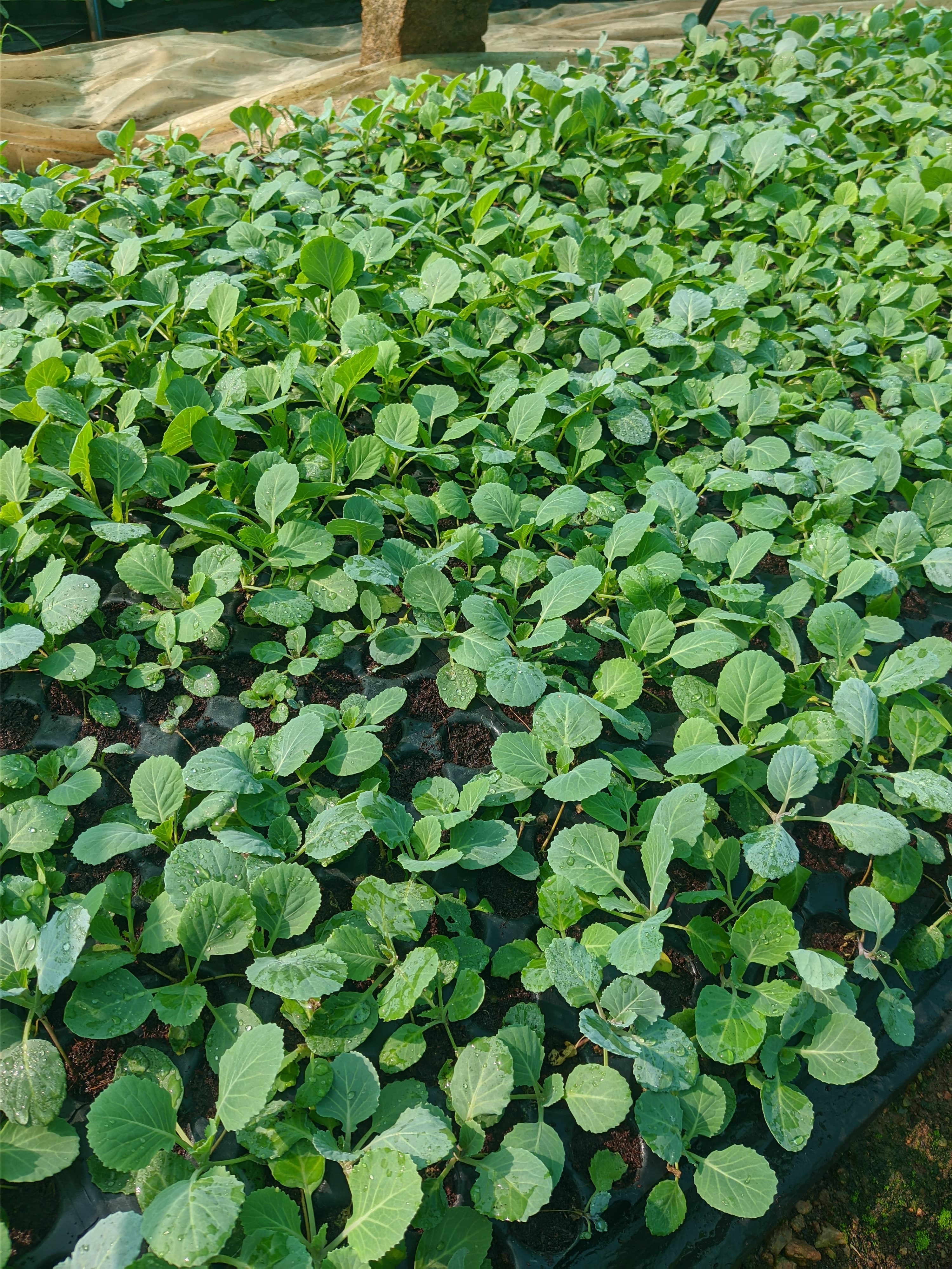 Cabbage Seedlings - View 1