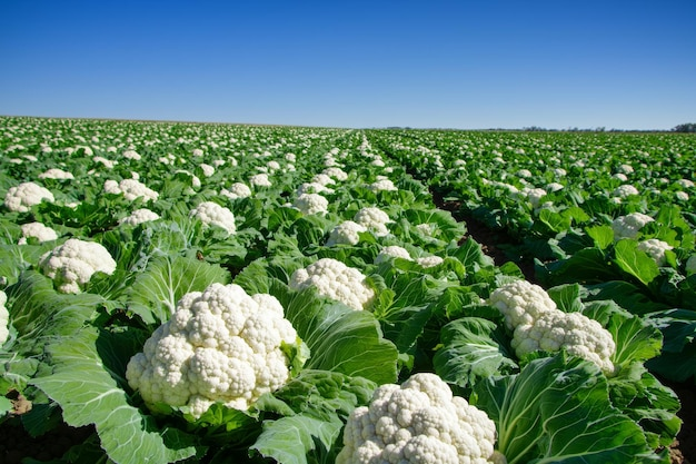 Cauliflower Seedlings - Growth Stage