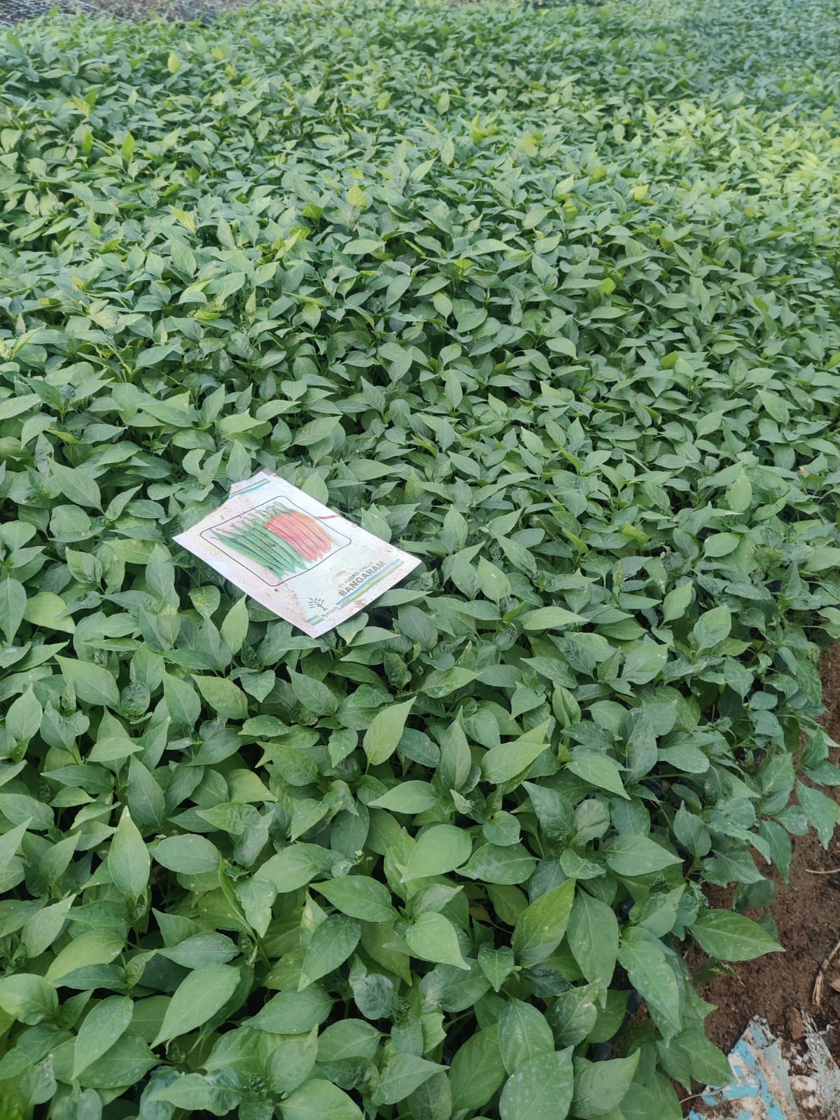 Chilli Seedlings - View 1